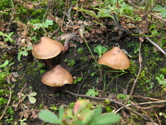 Psilocybe muliercula