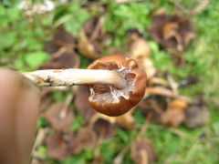 Psilocybe muliercula