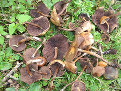 Psilocybe muliercula