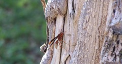 Polistes mexicanus