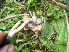 Psilocybe muliercula