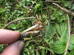 Psilocybe muliercula