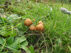 Psilocybe muliercula
