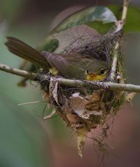 Xanthomixis zosterops