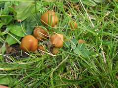Psilocybe muliercula