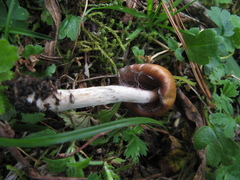Psilocybe muliercula