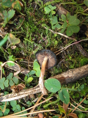 Psilocybe muliercula