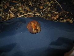 Psilocybe muliercula