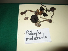 Psilocybe muliercula