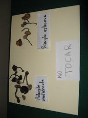 Psilocybe muliercula