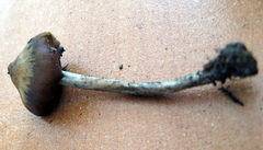 Psilocybe muliercula