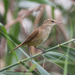 Oriental Reed Warbler - Photo (c) Andrew Hardacre, some rights reserved (CC BY-NC-ND), uploaded by Andrew Hardacre