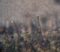 Psilocybe muliercula