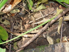 Takydromus stejnegeri