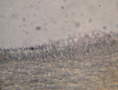 Psilocybe muliercula