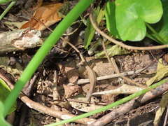 Takydromus stejnegeri