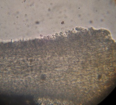 Psilocybe muliercula