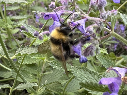 Garden bumblebee