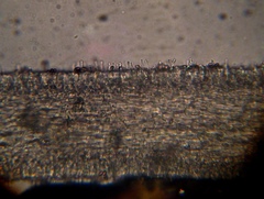 Psilocybe muliercula