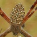 Argiope katherina - Photo (c) donnamareetomkinson, some rights reserved (CC BY-NC), uploaded by donnamareetomkinson