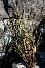 Schoenus complanatus