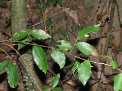 Glycosmis parviflora