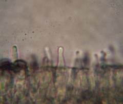 Psilocybe muliercula
