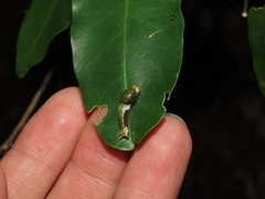 Glycosmis parviflora