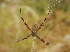Argiope katherina