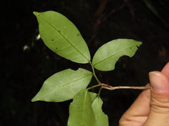 Glycosmis parviflora