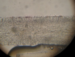 Psilocybe muliercula