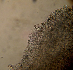 Psilocybe muliercula