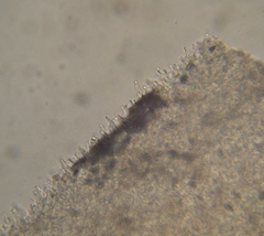 Psilocybe muliercula