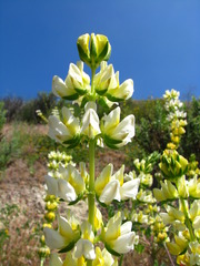 Lupinus luteolus