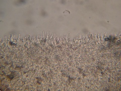 Psilocybe muliercula