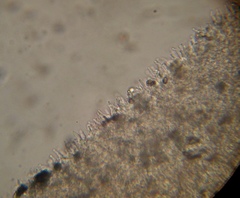 Psilocybe muliercula