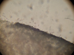 Psilocybe muliercula