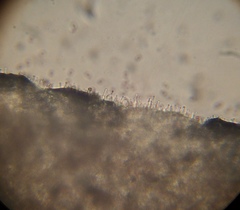 Psilocybe muliercula