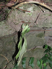 Antrophyum formosanum