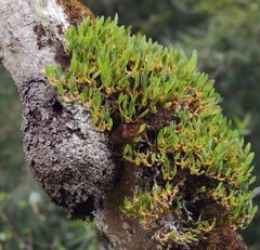 Bulbophyllum baronii