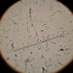 Psilocybe muliercula