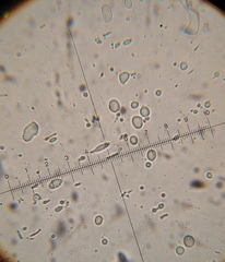 Psilocybe muliercula