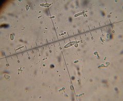 Psilocybe muliercula