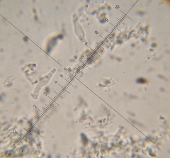 Psilocybe muliercula