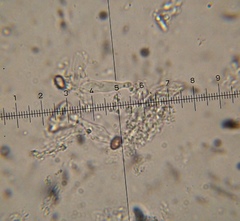 Psilocybe muliercula