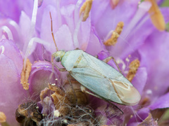 Placochilus seladonicus