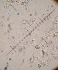 Psilocybe muliercula