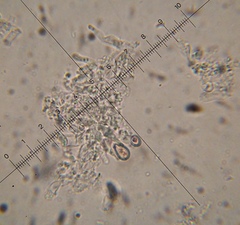 Psilocybe muliercula