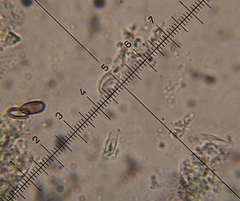 Psilocybe muliercula