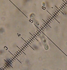 Psilocybe muliercula